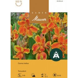 Canna Taroudant 25304463