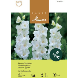Gladiole White Prosperity (25254313)