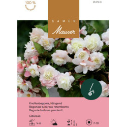 Begonia odorosa (25171213)