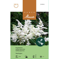 Astilbe japonica Washington (25300843)