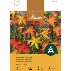 Montbr&eacute;tia King of Orange (25305993)