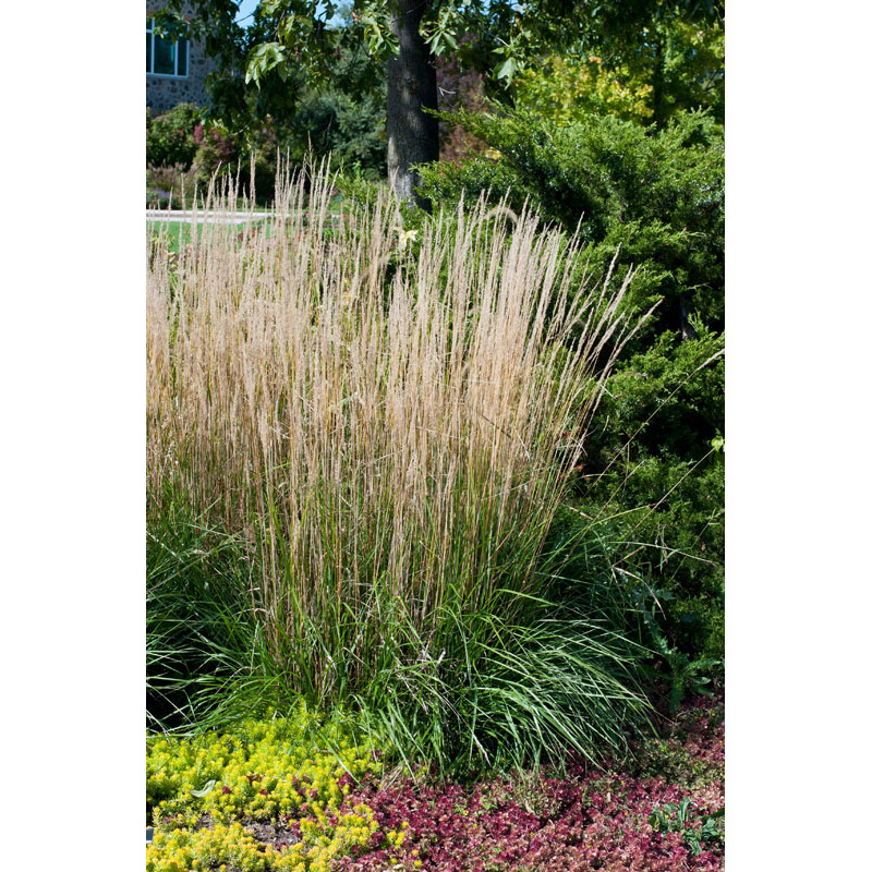 Calamagrostis acutiflora ( Reitgras )