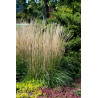 Calamagrostis acutiflora ( Reitgras )