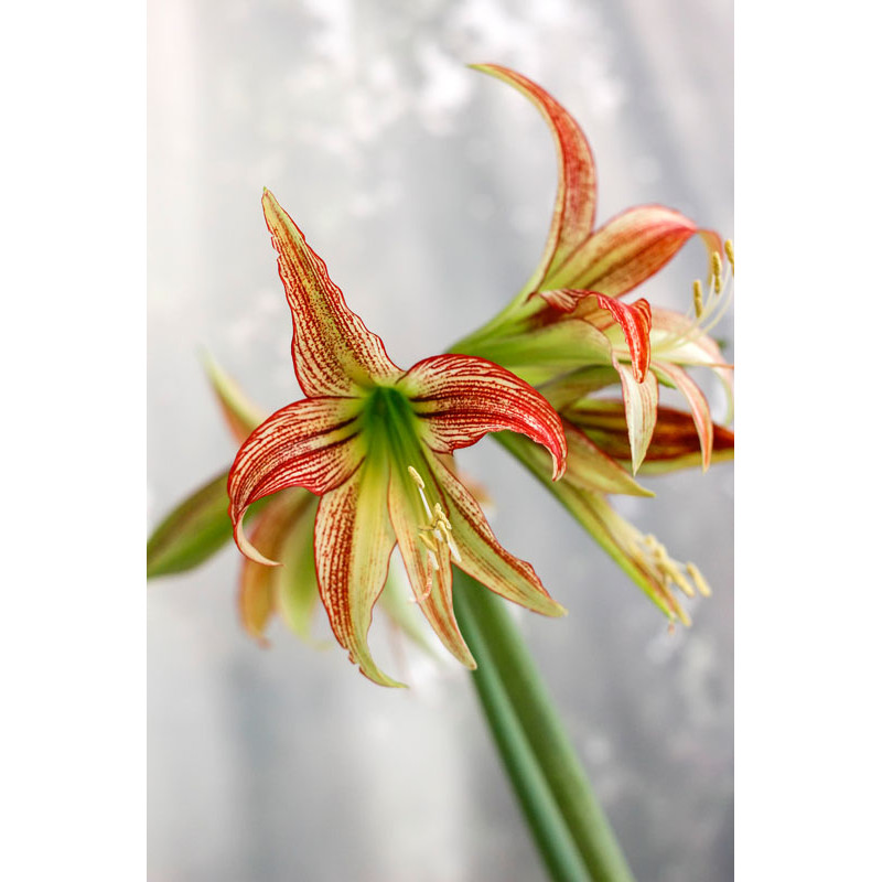 Amaryllis Emerald (25955583)