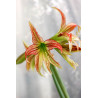 Amaryllis Emerald (25955583)