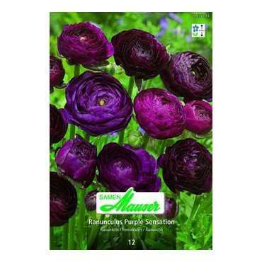 Ranunculus Purple Sensation (25434583)