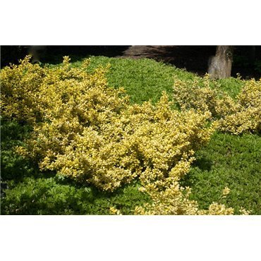 Ilex crenata Golden Gem  (gelbe japanische Stechpalme)