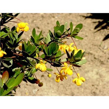 Berberis buxifolia Nana ( Zwergberberitze)