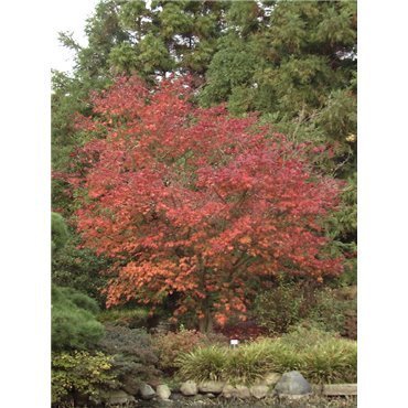 Acer japonicum Aconitifolium ( japanischer Feuer-Ahorn )