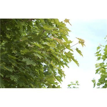 Acer platanoïdes (érable plane)