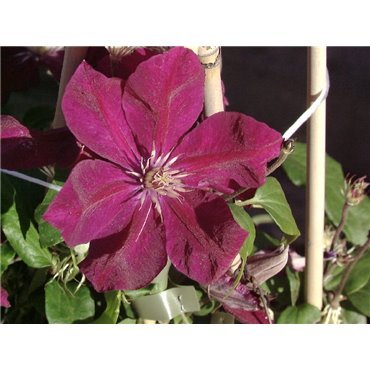 Clematis hybrides Rouge Cardinal  ( Waldrebe, grossblumige Clematis )