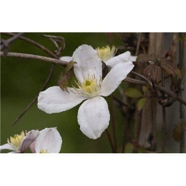 Clematis montana Grandiflora ( grossblumige Clematis )
