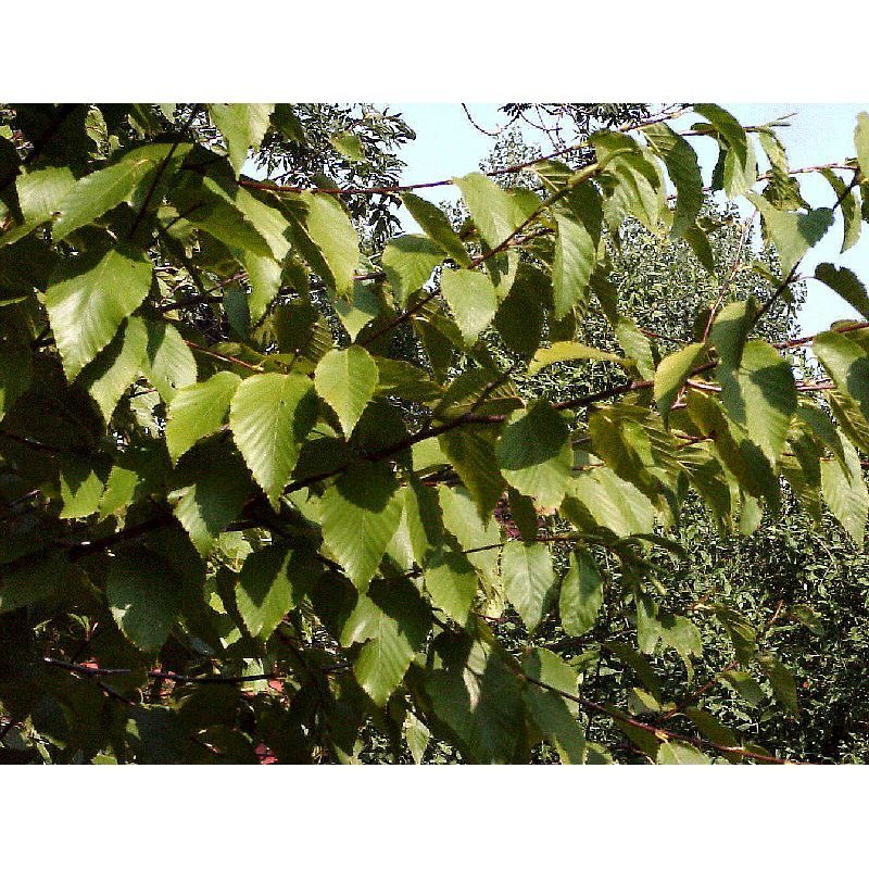 Betula utilis (bouleau de l'Himalaya)