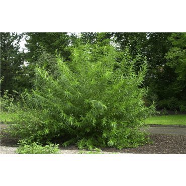 Salix viminalis ( Hanf- oder Korbweide )