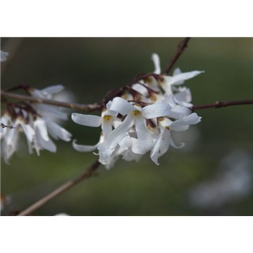 Abeliophyllum distichum (Forsythia blanc)