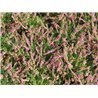 Calluna vulgaris Rose fonc&eacute; ( Besenheide, Heidekraut )