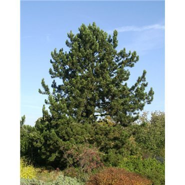 Pinus leucodermis  ( Schlangenhaut- Kiefer )