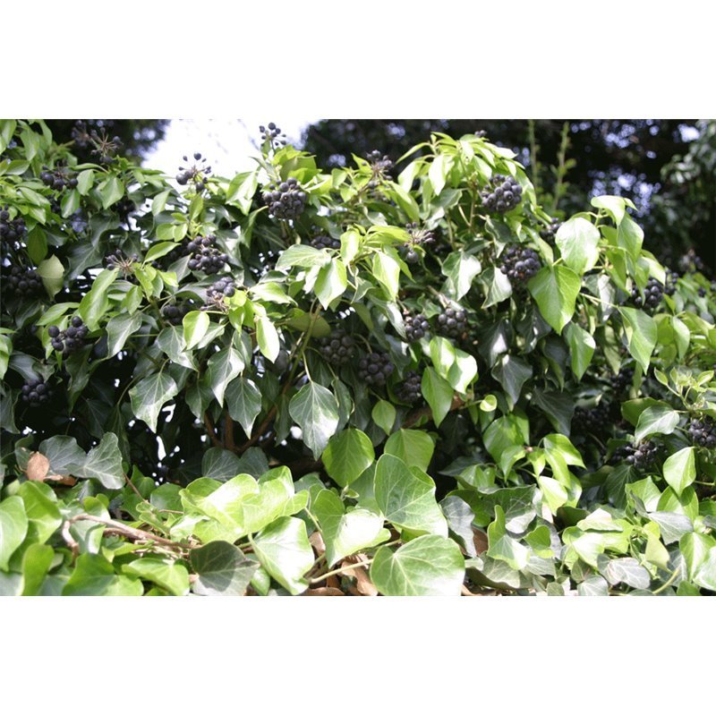 Hedera colchica Arborescens ( Kaukasus- Efeu )
