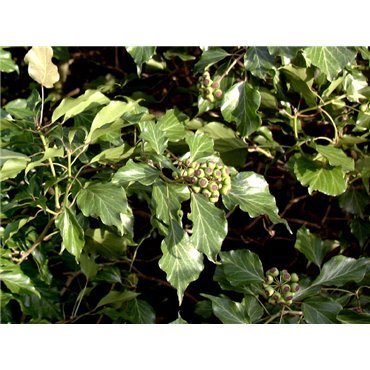 Hedera helix Arborescens (lierre arborescent)