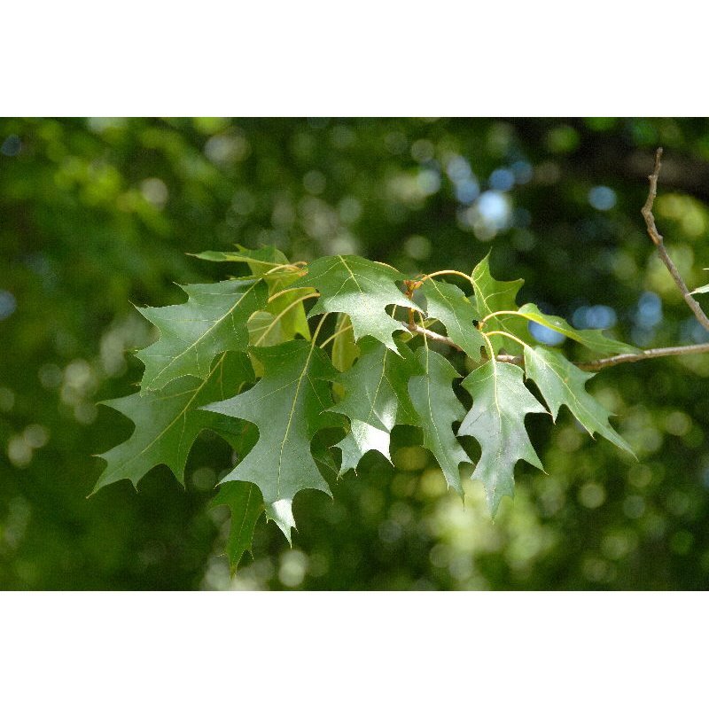 Quercus rubra (chêne rouge, chêne d'Amérique)