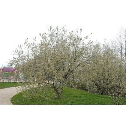 Salix caprea (saule marsault)