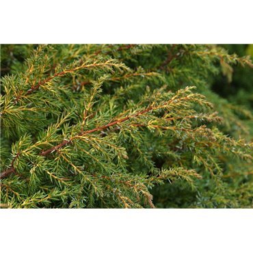Juniperus chinensis Plumosa Aurea ( Wacholder )