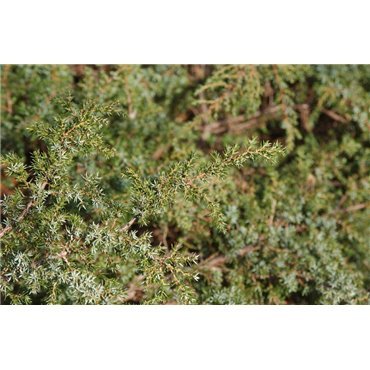 Juniperus communis Repanda ( Wacholder )
