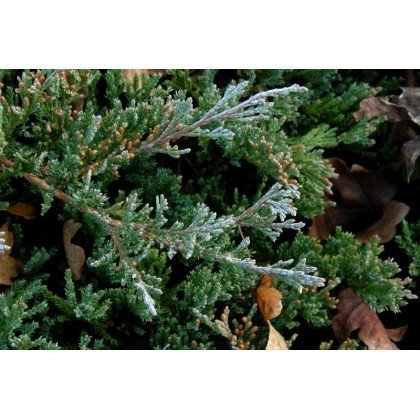 Juniperus horizontalis Blue Chip (genévrier)