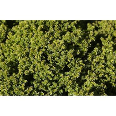 Cryptomeria japonica Vilmoriniana ( Sicheltanne )