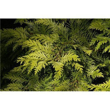 Chamaecyparis lawsoniana Ivonne ( Scheinzypresse )