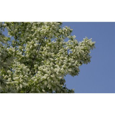 Prunus padus( Traubenkirsche )