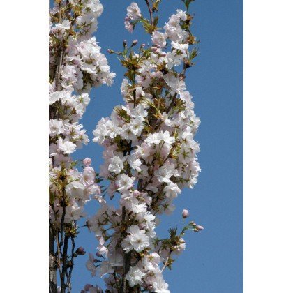 Prunus serrulata Amanogawa (cerisier d'ornement, cerisier à fleurs) *
