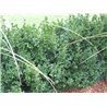 Buxus sempervirens ( Buchs )