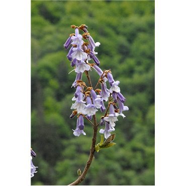 Paulownia tomentosa ( Blauglockenbaum )