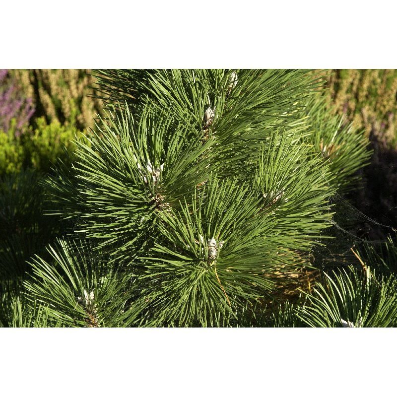 Pinus Nigra Nana Pin Noir Acheter Sur Plantes ch