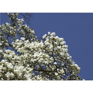 Magnolia kobus ( Kobushimagnolie )