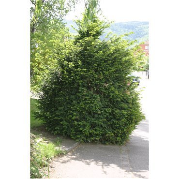 Taxus baccata (if commun)