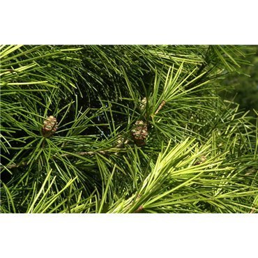 Sciadopitys verticillata ( Schirmtanne )