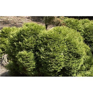 Thuja occidentalis Tiny Tim ( Kugeliger Lebensbaum )