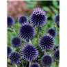 Echinops bannaticus Blue Glow ( Kugeldistel )