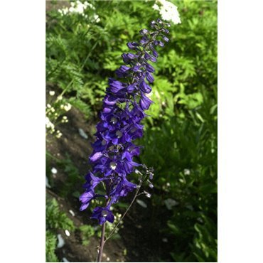 Delphinium King Arthur ( Rittersporn )