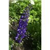 Delphinium King Arthur ( Rittersporn )