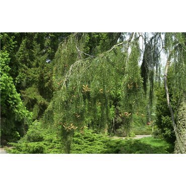 Picea breweriana ( Siskiyou-Fichte, M&auml;hnenfichte )