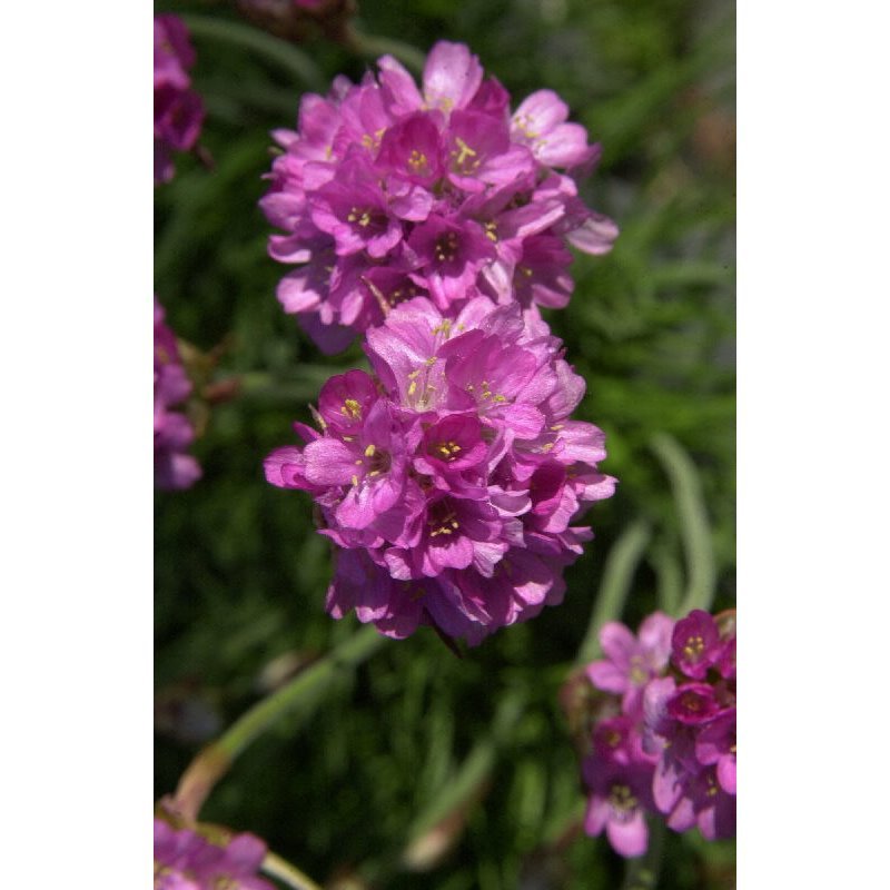 Armeria maritima Dusseldorfer Stolz ( Strand-Grasnelke, D&uuml;sseldorfer Stolz )
