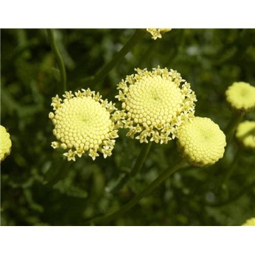 Santolina rosmarinifolia (rosmarinbl&auml;ttriges Heiligenkraut )