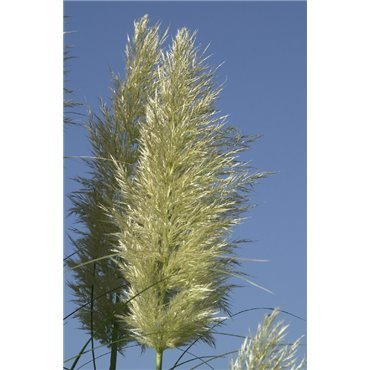 Cortaderia selloana (herbe de la pampa)