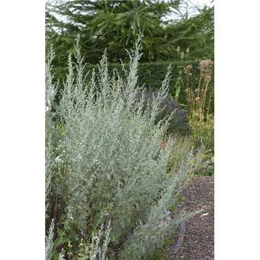 Artemisia absinthium (absinthe)
