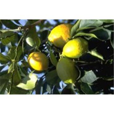 Citrus limonum (Citronier)