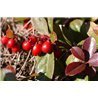 Gaultheria procumbens ( Wintergr&uuml;nstrauch, Rebhuhnbeere )