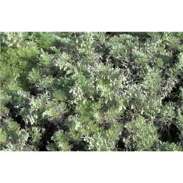 Artemisia schmidtiana "Nana" (absinthe)